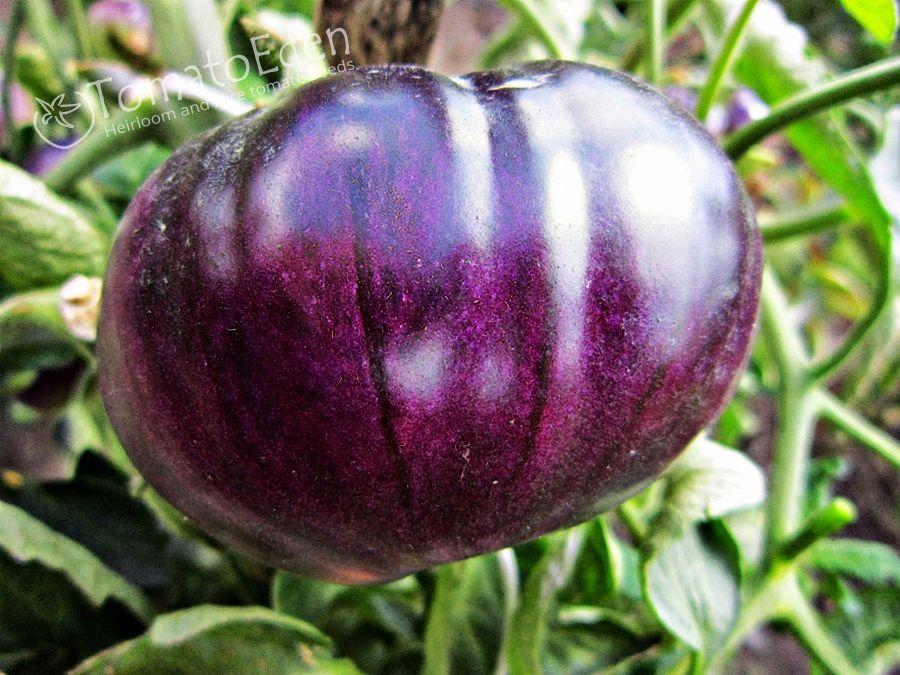 blue beauty tomato